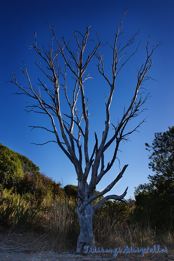 Hula tree