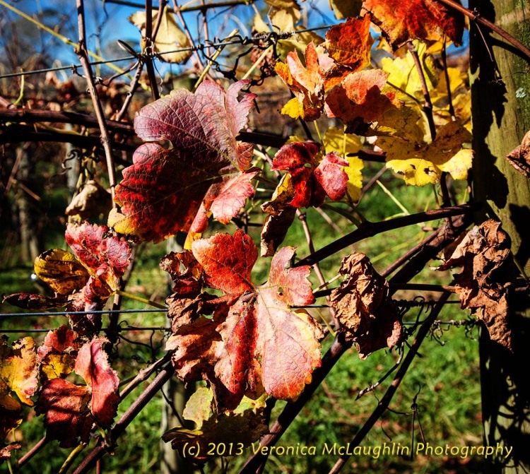 Autumn vinyard